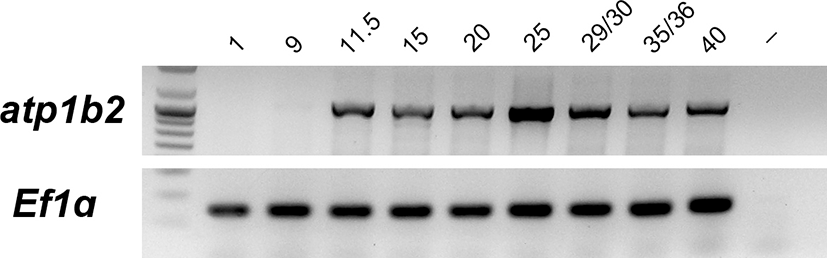 jbtr-15-4-194-g1