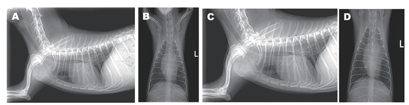 mediastinal lymph nodes in dogs